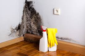 Best Basement Mold Removal  in Freeport, TX